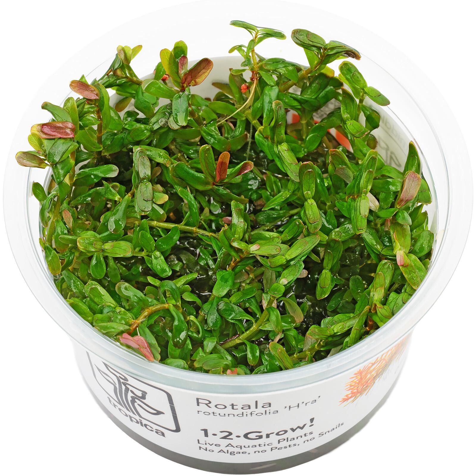 Rotala rotundifolia "Gia Lai" / "H'Ra"