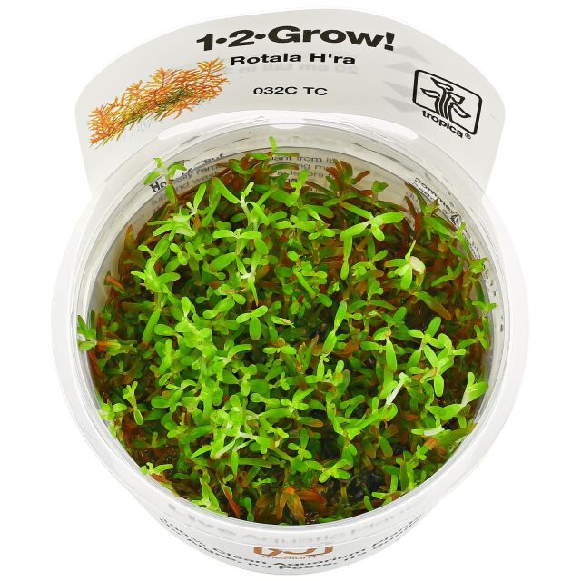 Rotala rotundifolia &quot;Gia Lai&quot; / &quot;H'Ra&quot; - 1-2-GROW!