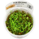 Rotala rotundifolia "Gia Lai" / "HRa"...