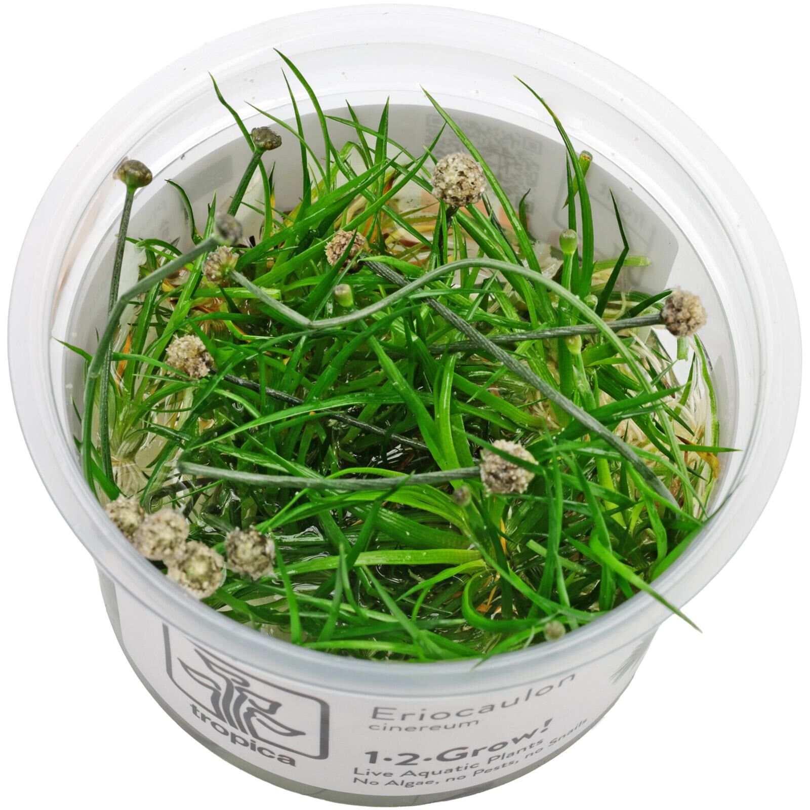 Eriocaulon cinereum