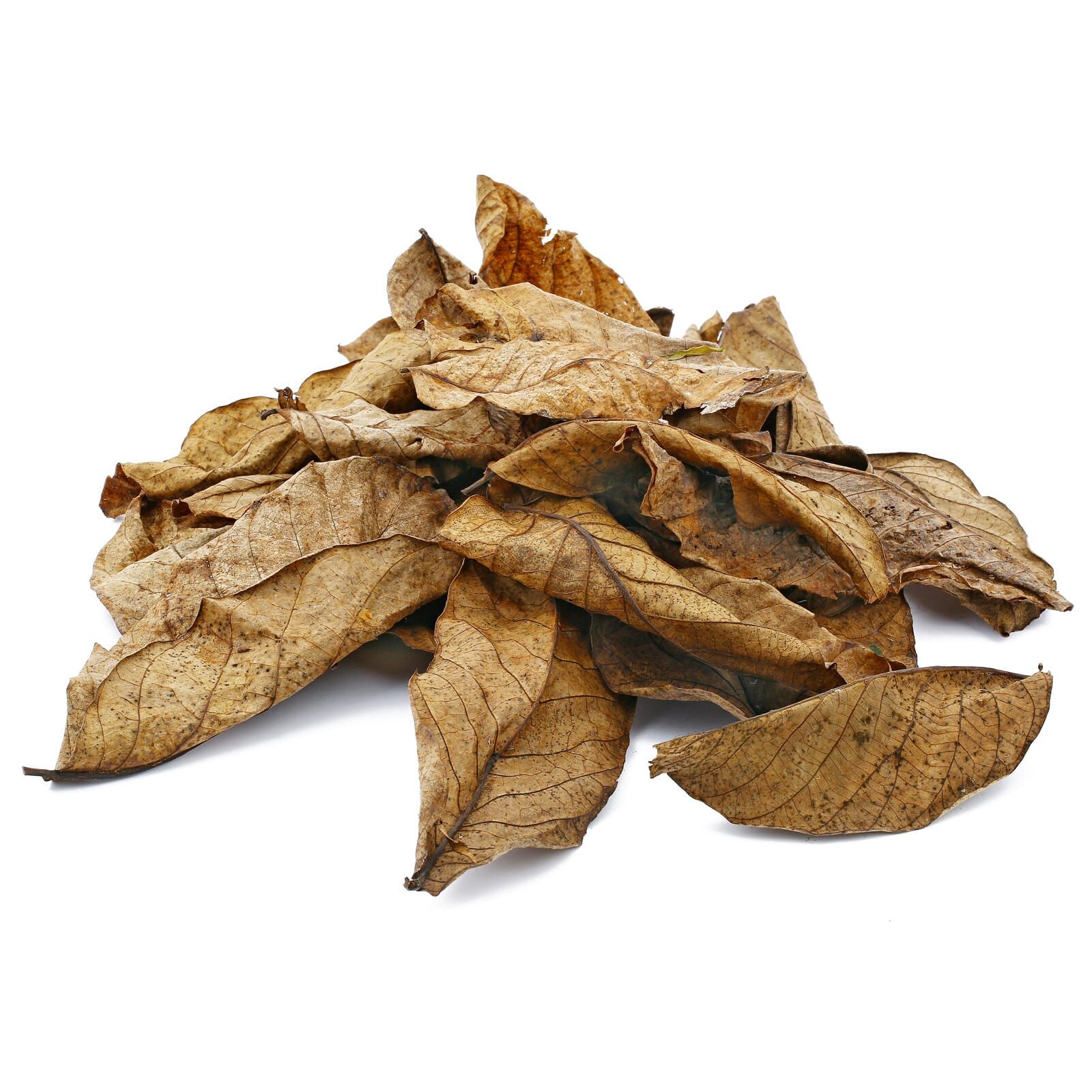 Walnut Leaves - Brown