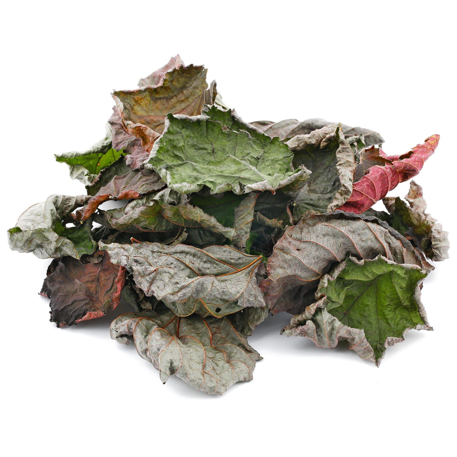 Red Hazelnut Leaves - 20x