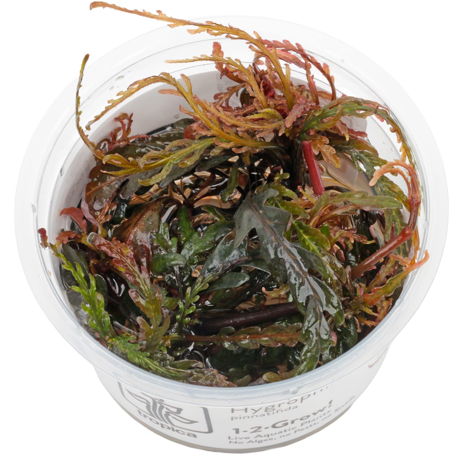 Hygrophila pinnatifida