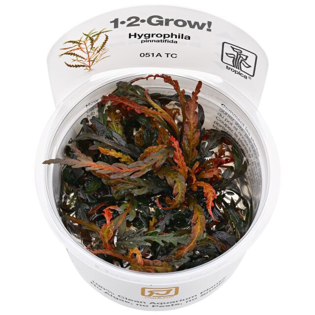 Hygrophila pinnatifida - 1-2-GROW!