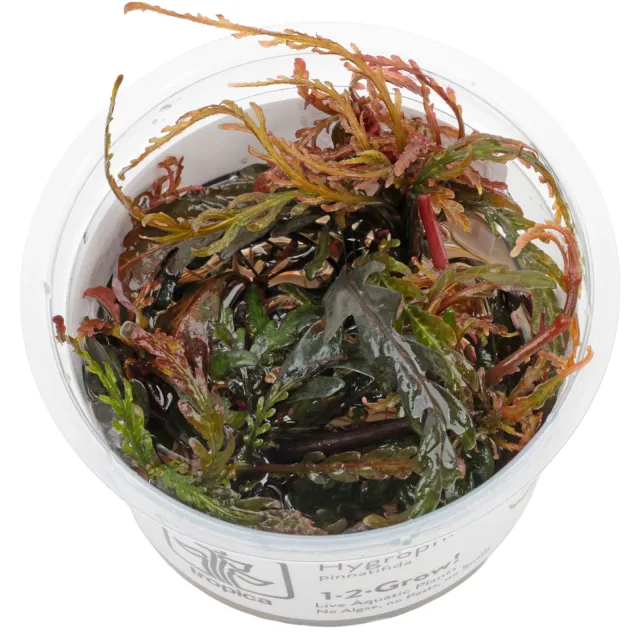 Hygrophila pinnatifida - 1-2-GROW!