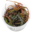 Hygrophila pinnatifida - 1-2-GROW!