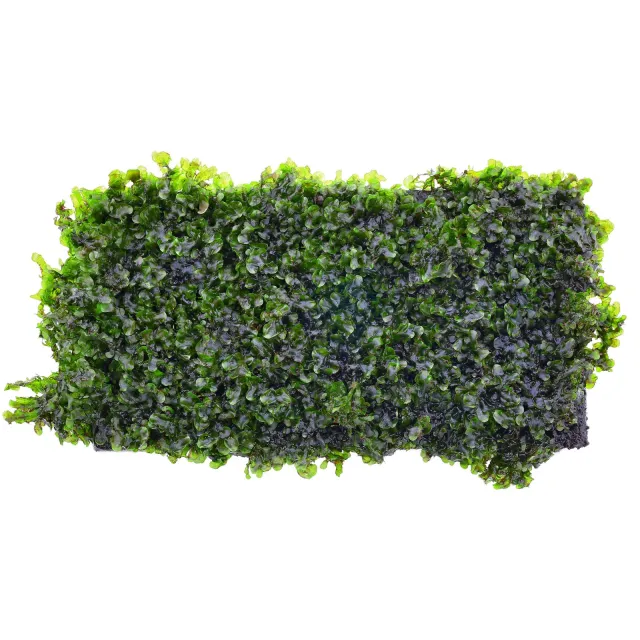 Microsorum pteropus 'Prothallium' - Pad - 10 x 5 cm