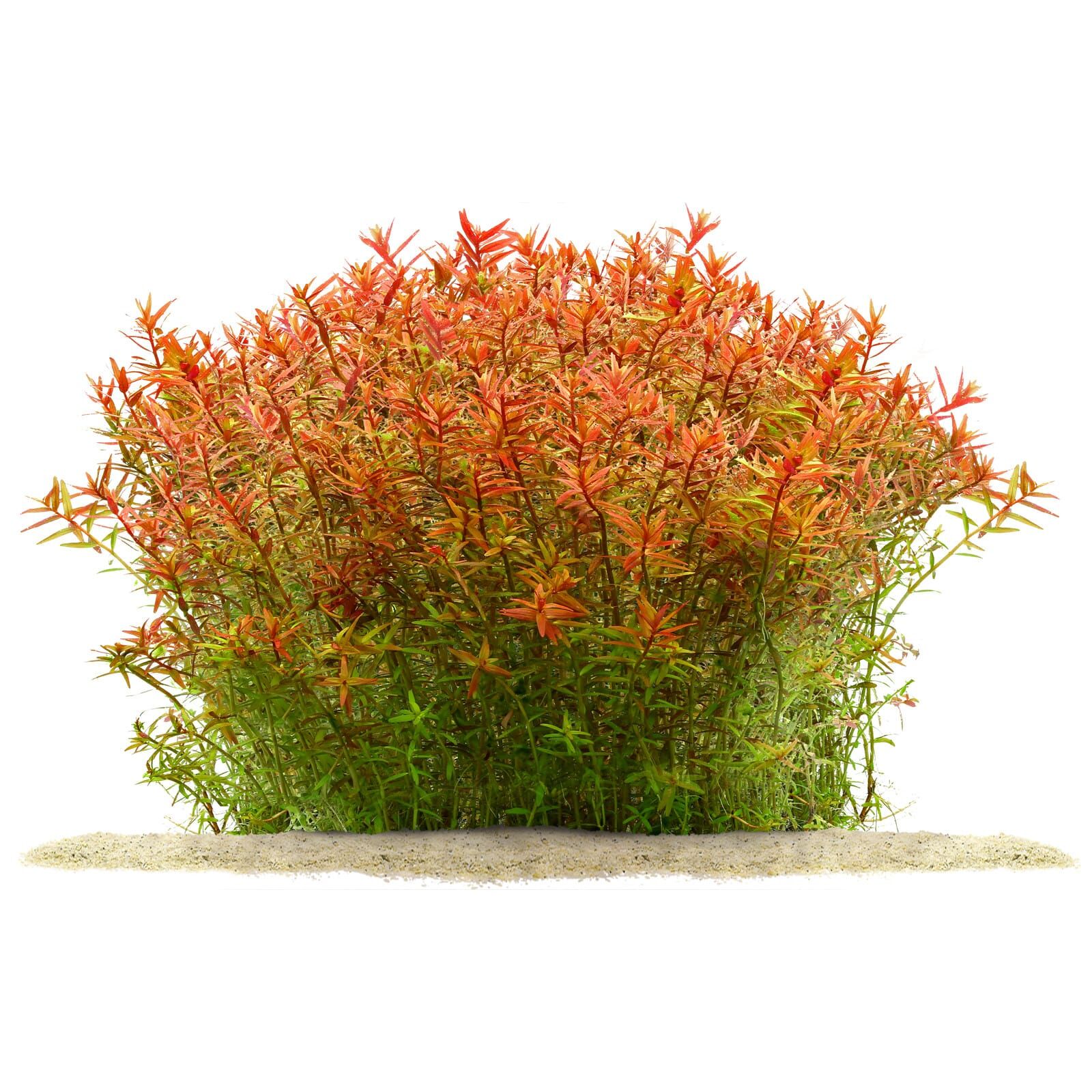 Rotala rotundifolia 'Orange Juice'