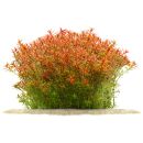 Rotala rotundifolia Orange Juice