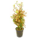 Rotala rotundifolia Orange Juice - Topf