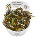 Cryptocoryne wendtii Mi Oya - 1-2-GROW!