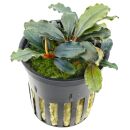 Bucephalandra sp. "Red" - Topf