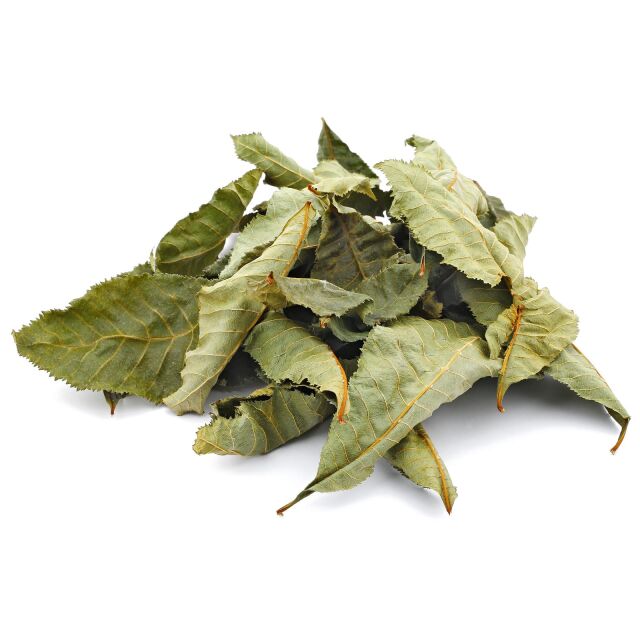 Horse Chestnut Leaves - Green