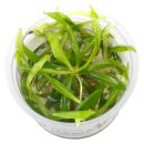 Helanthium bolivianum "quadricostatus" - 1-2-GROW!