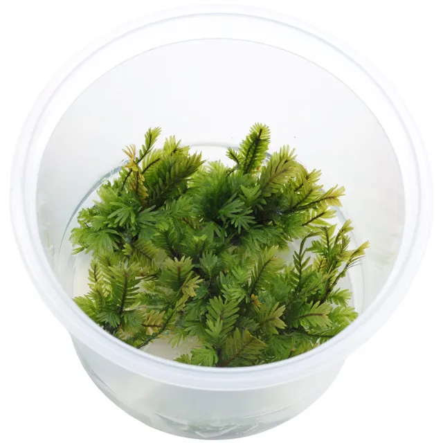 Fissidens nobilis