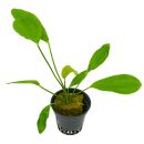 Echinodorus Osiris - Topf