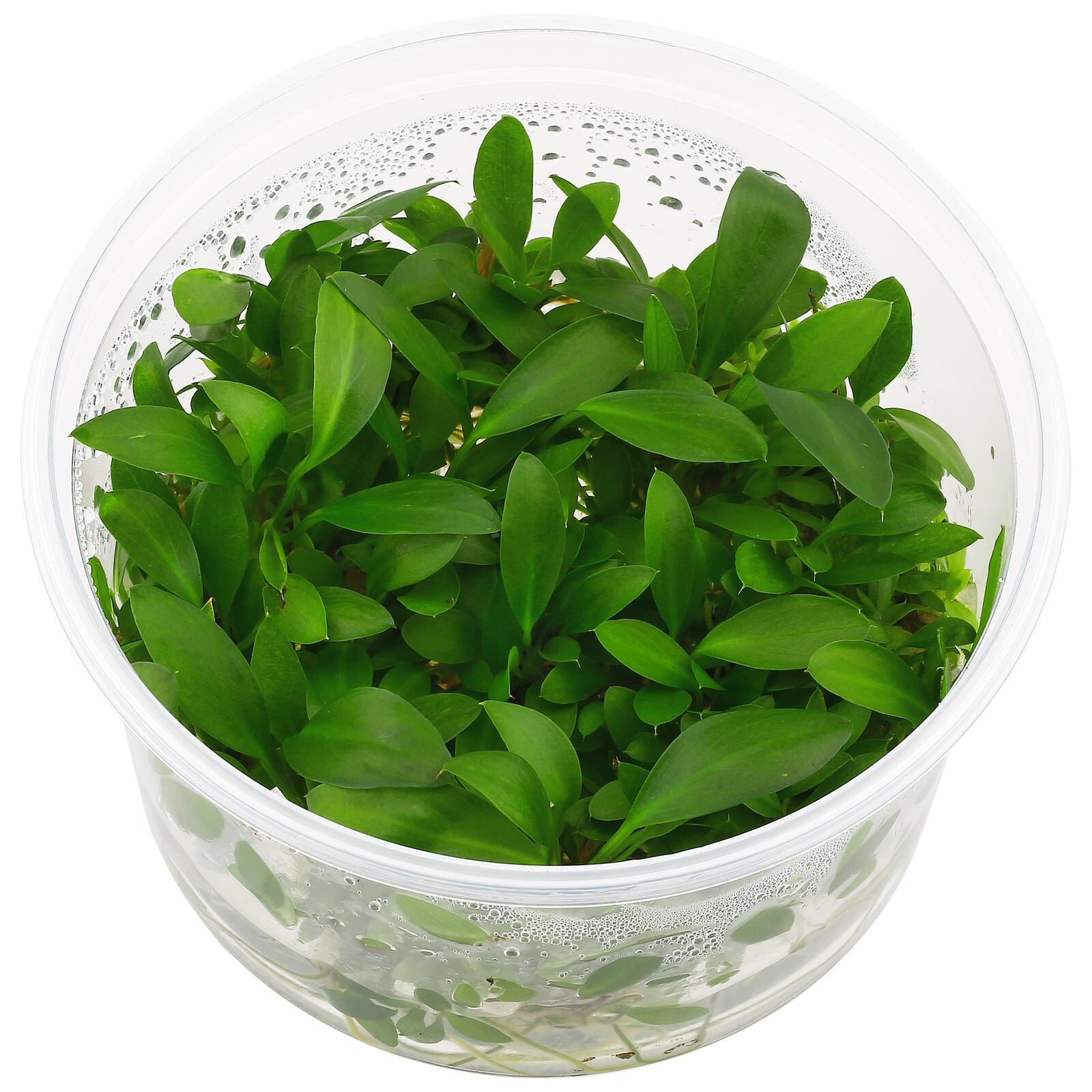 Anubias afzelii ("congensis")
