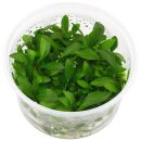 Anubias afzelii ("congensis")