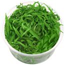 Helanthium bolivianum "quadricostatus" - in...