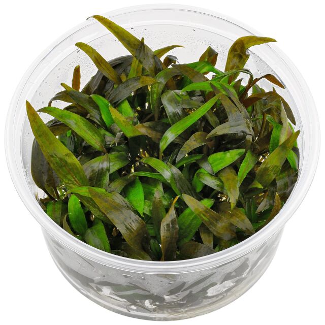 Cryptocoryne wendtii 'Tropica'