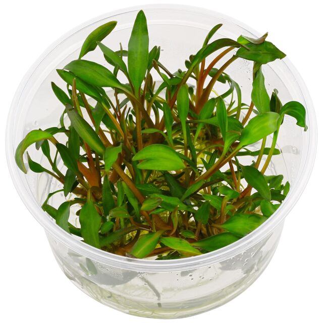 Cryptocoryne walkeri 'Hobbit' - in Vitro XL