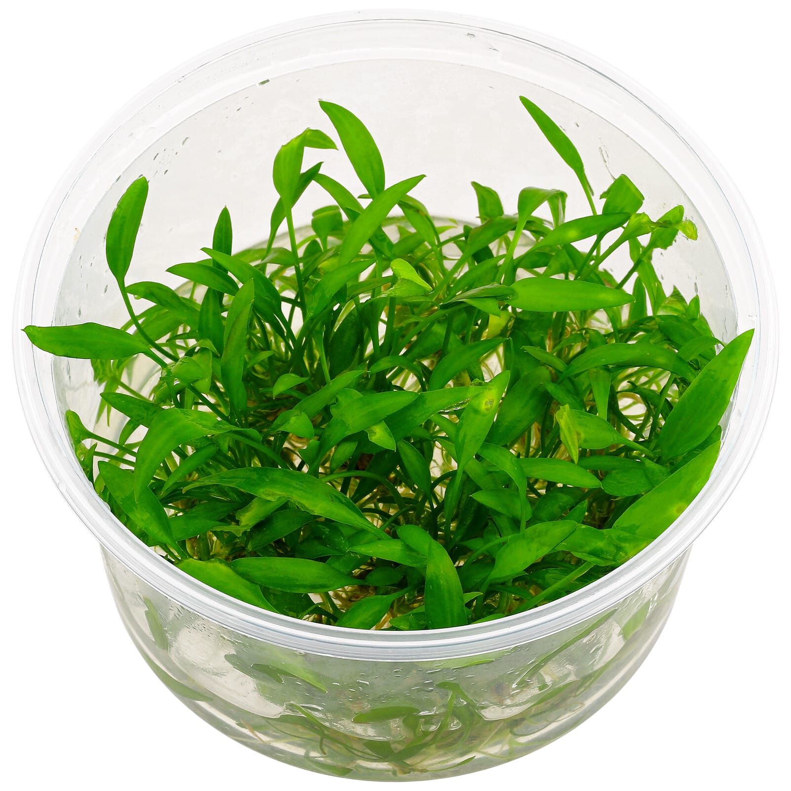 Cryptocoryne x willisii "nevillii"