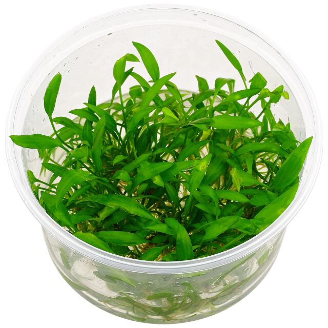 Cryptocoryne x willisii &quot;nevillii&quot; - in Vitro XL