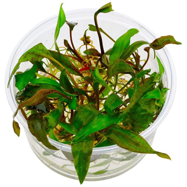 Cryptocoryne &quot;Purpurea&quot; - in Vitro XL