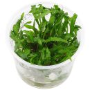 Cryptocoryne spiralis "Cooksche Form"