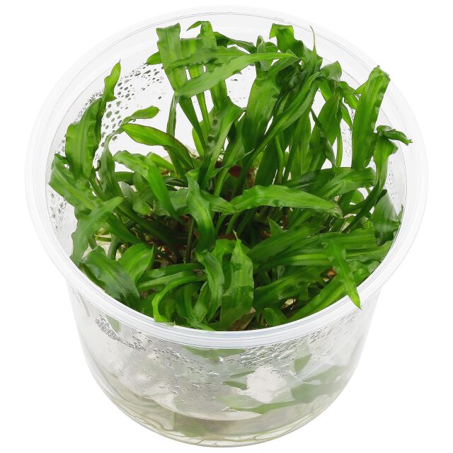 Cryptocoryne spiralis &quot;Cooksche Form&quot; - in Vitro XL