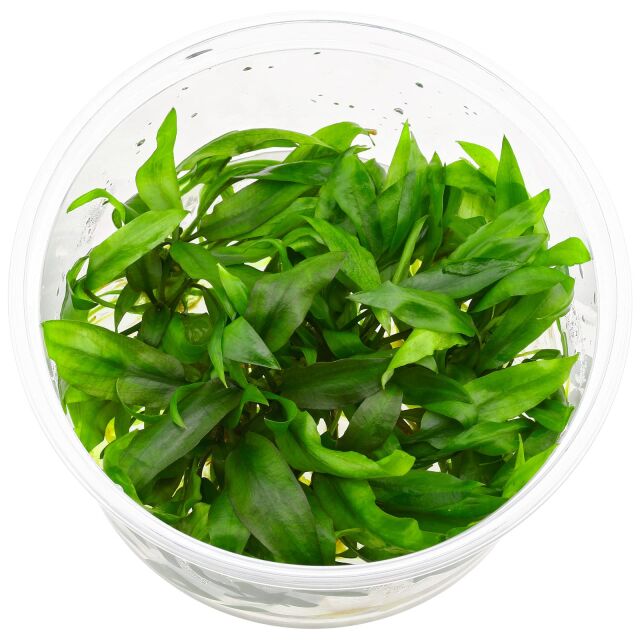 Cryptocoryne pygmaea