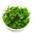 Cryptocoryne palawanensis ("pygmaea")