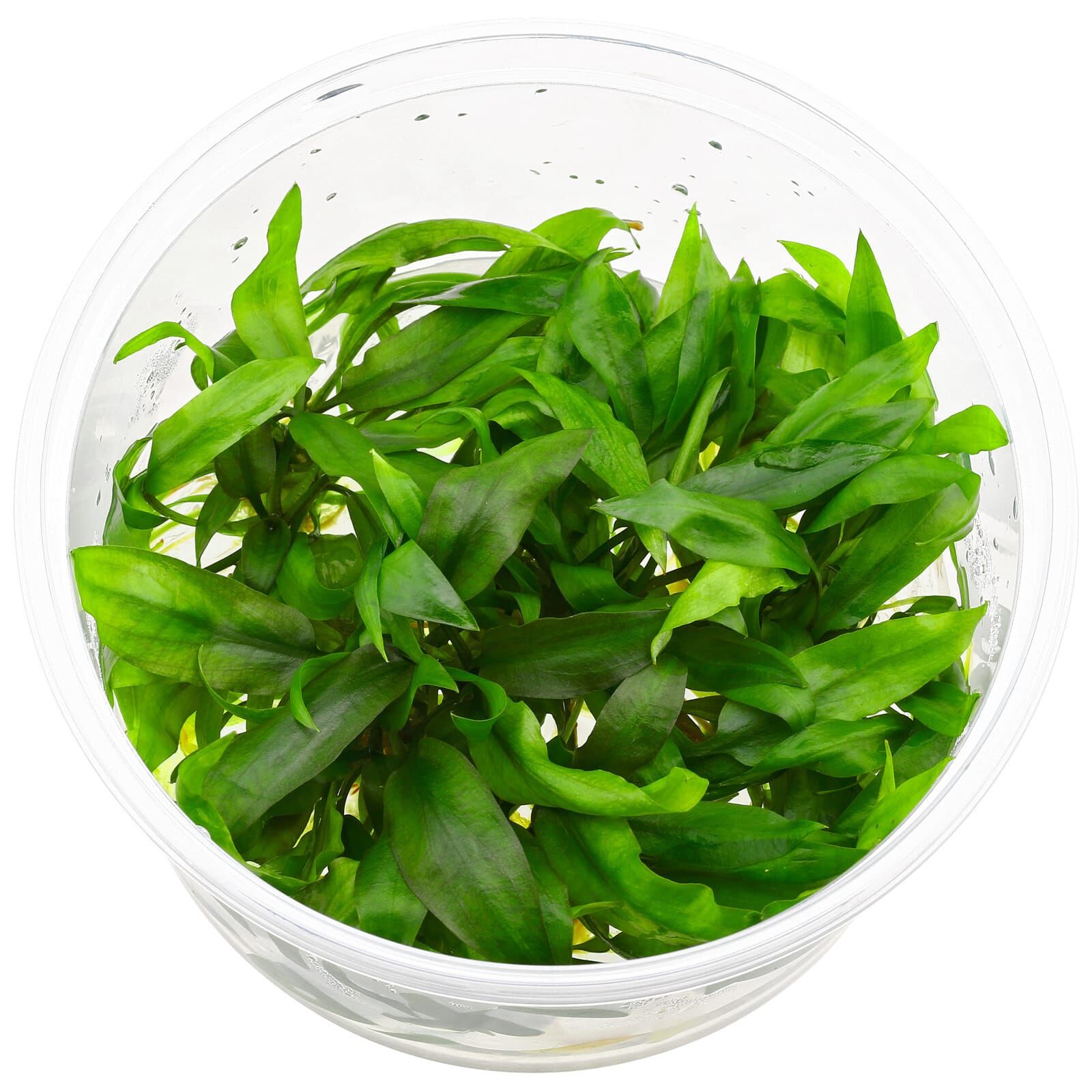 Cryptocoryne palawanensis (&quot;pygmaea&quot;)