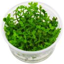 Bacopa caroliniana - in Vitro XL
