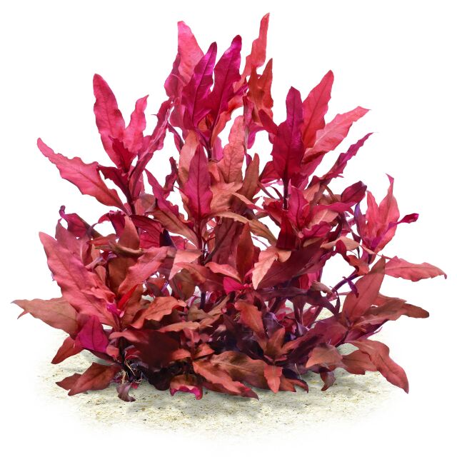 Alternanthera reineckii 'Cardinalis'