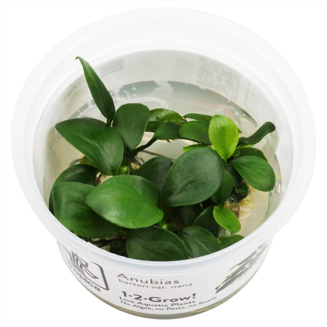 Anubias barteri var. nana