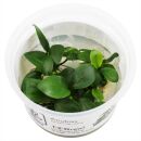 Anubias barteri var. nana - 1-2-GROW!
