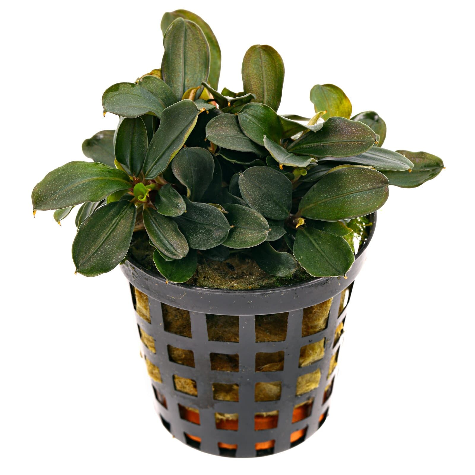 Bucephalandra sp. "Theia"