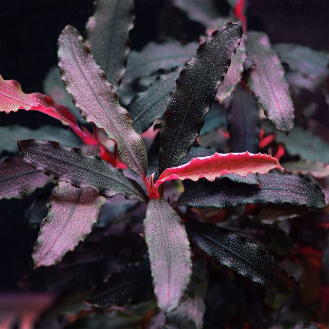 Bucephalandra sp. &quot;Biblis&quot;