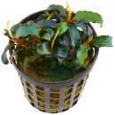 Bucephalandra sp. "Biblis" - Topf