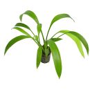 Echinodorus decumbens - Topf