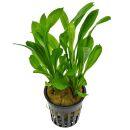Echinodorus grisebachii Tropica - Topf