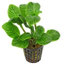 Limnophila rugosa - Topf