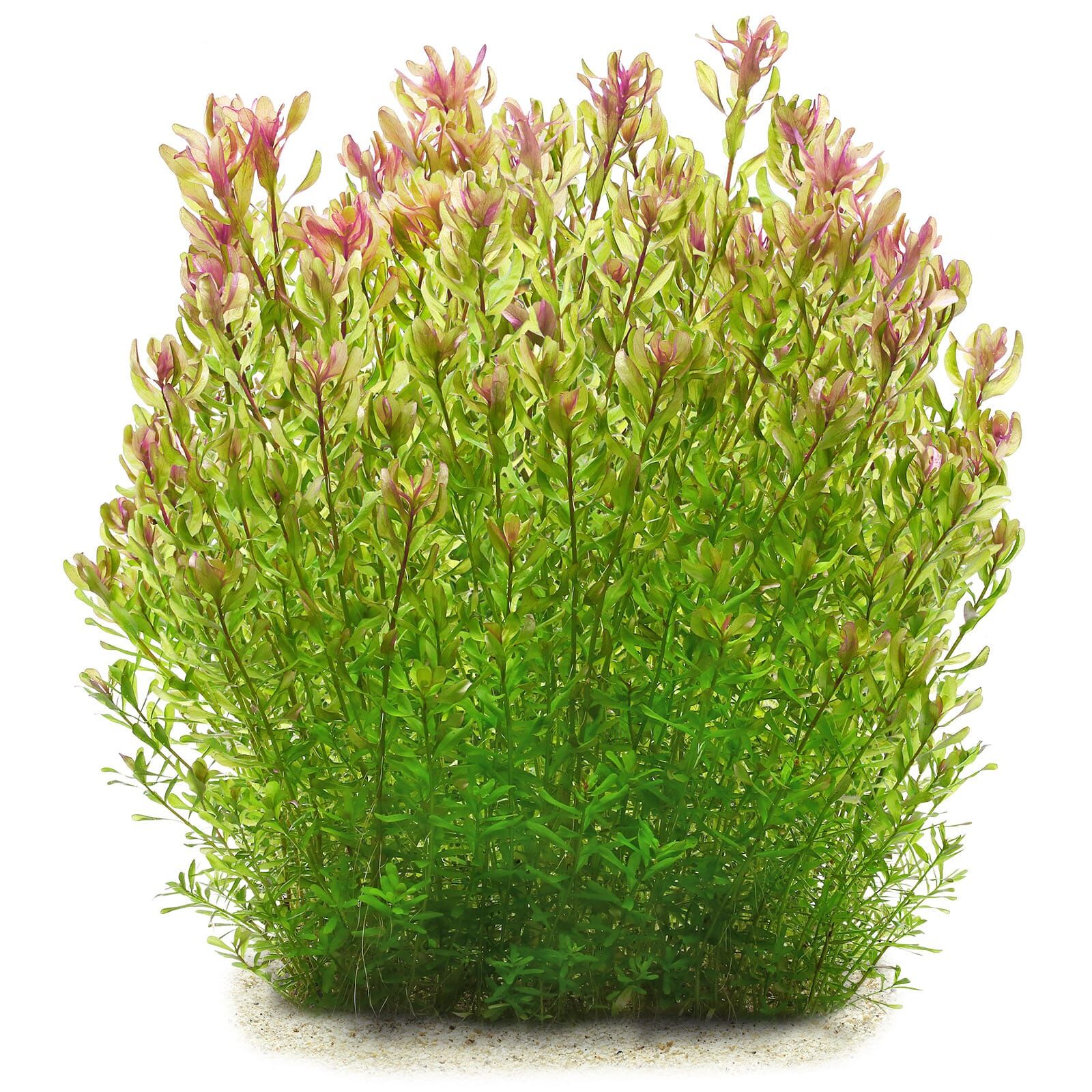 Rotala rotundifolia 'Shimoga'