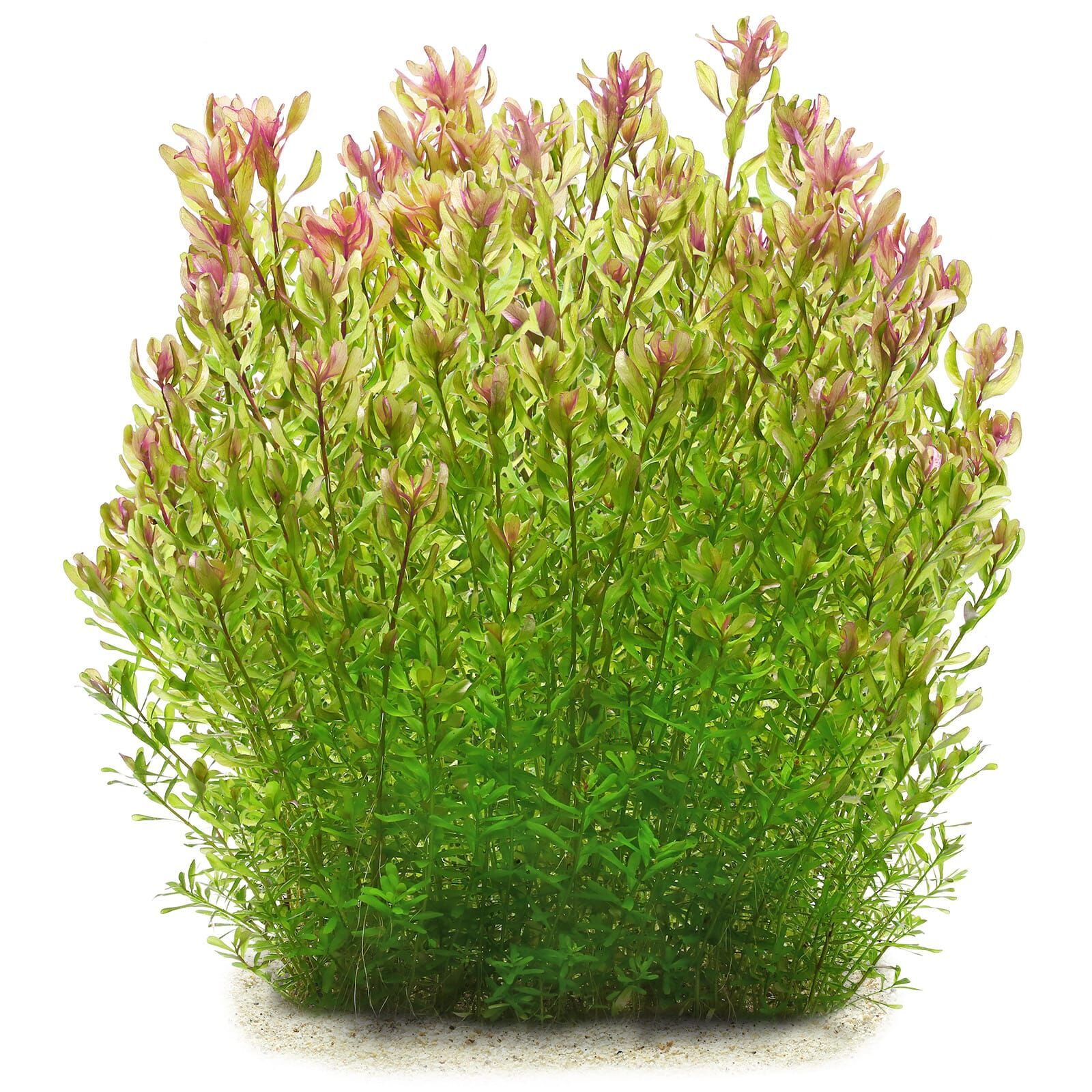 Rotala sp. 'Shimoga'
