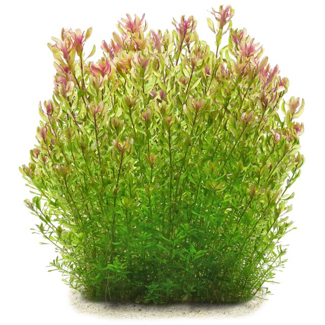 Rotala sp. 'Shimoga'