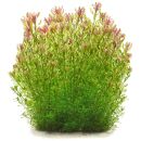 Rotala rotundifolia Shimoga