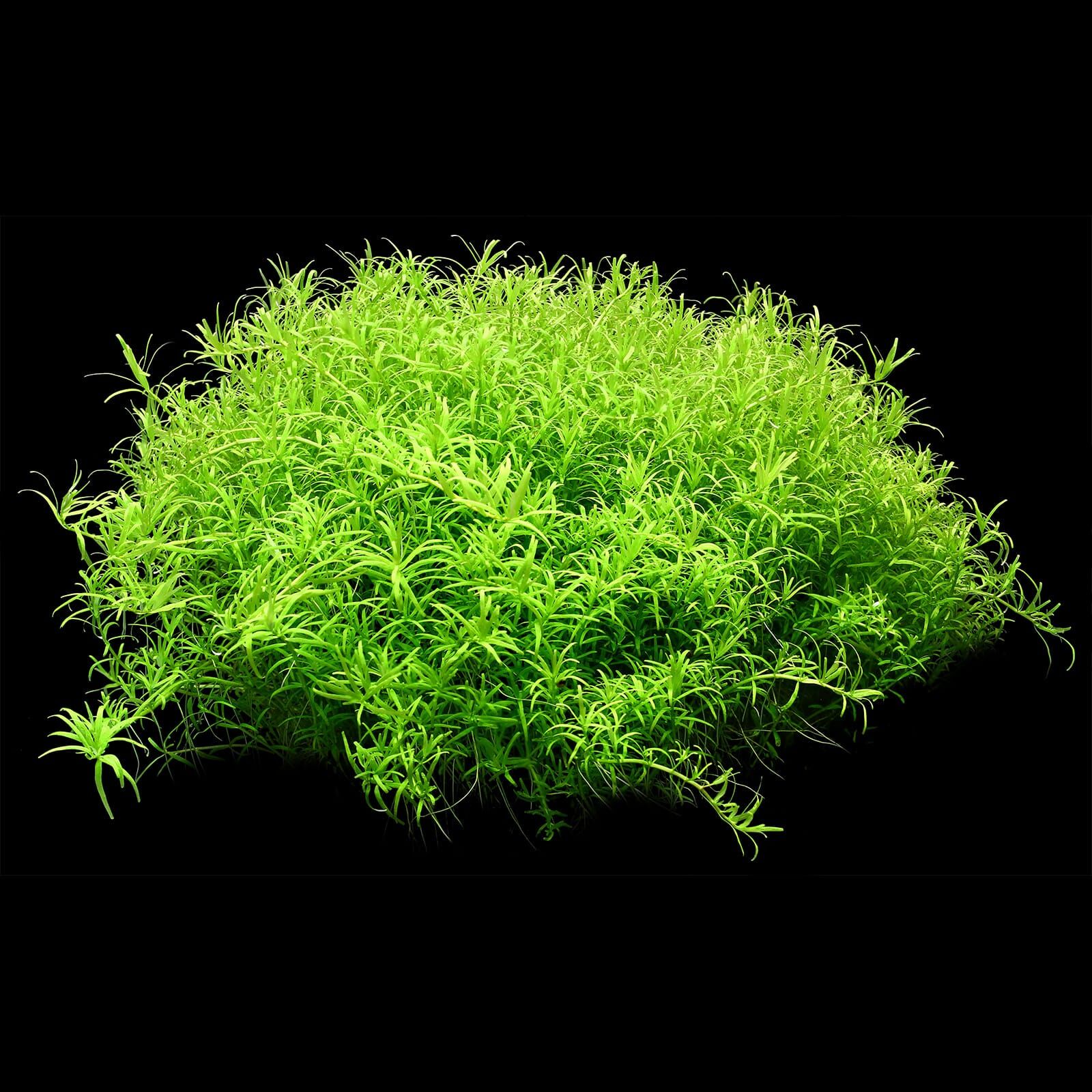 Rotala sp. "Wayanad"