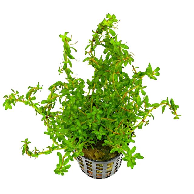 Rotala sp. &quot;Wayanad&quot;