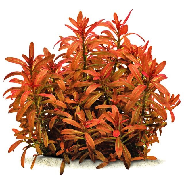 Rotala ramosior &quot;Sunset&quot;